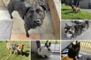 Could you give any of these Dorset RSPCA pets a home?