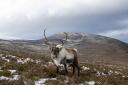 The Cairngorms and Edinburgh were named among the best places to visit this Christmas