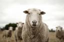 An investigation has been launched after 40 sheep were stolen from a farm